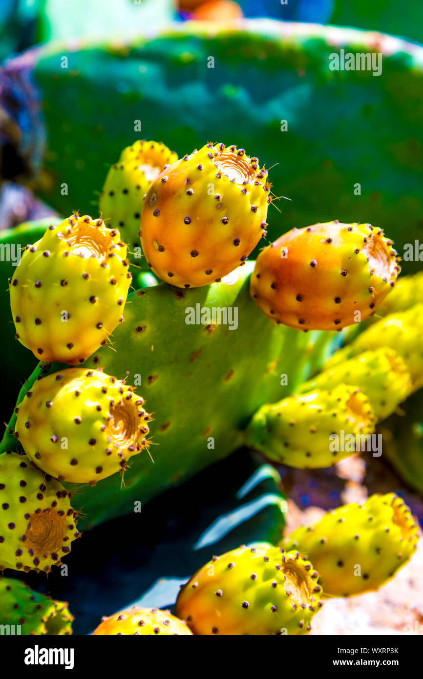 Anbau von Kaktusfrüchten (Kaktusbirne) in Formentera, Balearen, Spanien Stockfoto