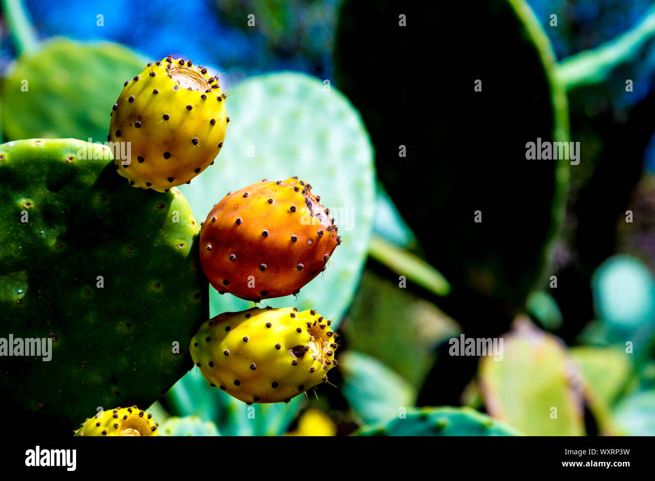 Anbau von Kaktusfrüchten (Kaktusbirne) in Formentera, Balearen, Spanien Stockfoto