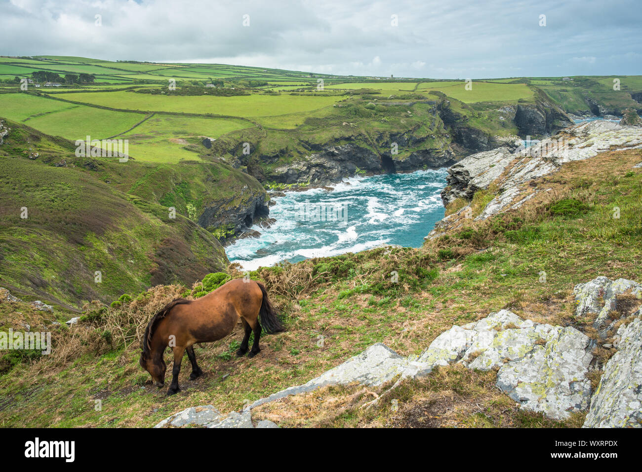 Blick auf die Küste von Willapark Lookout in der Nähe von Boscastle auf der atlantischen Küste von Cornwall, England, Großbritannien. Stockfoto