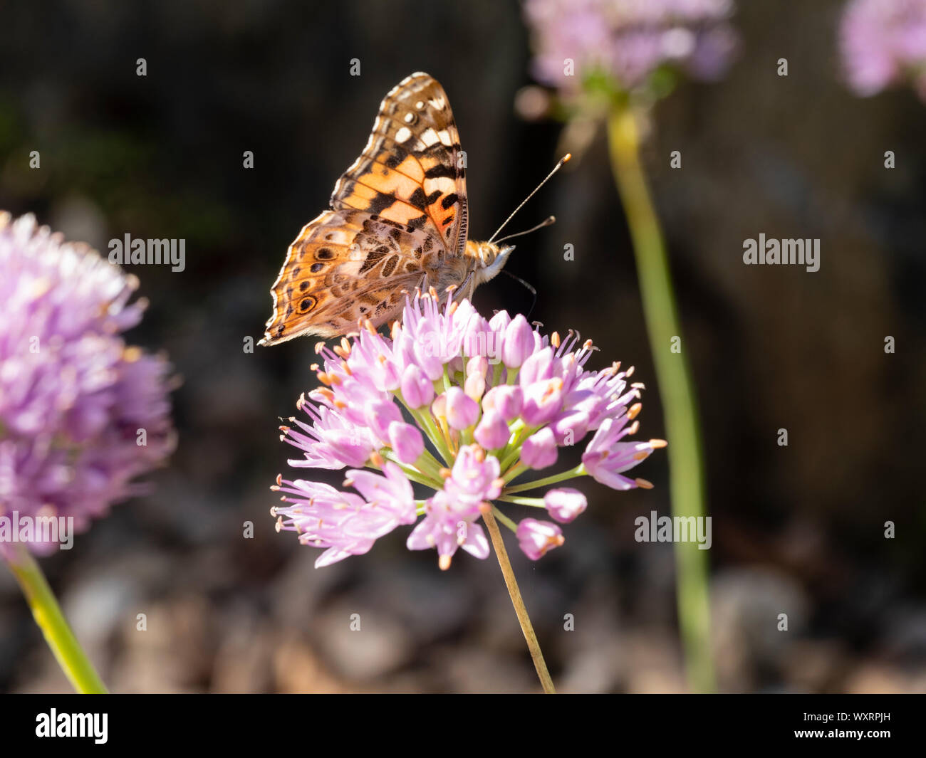 UK migrant Distelfalter Schmetterling, Vanessa cardui, Fütterung auf den Kugelköpfen der alternden Schnittlauch, Allium senescens Stockfoto