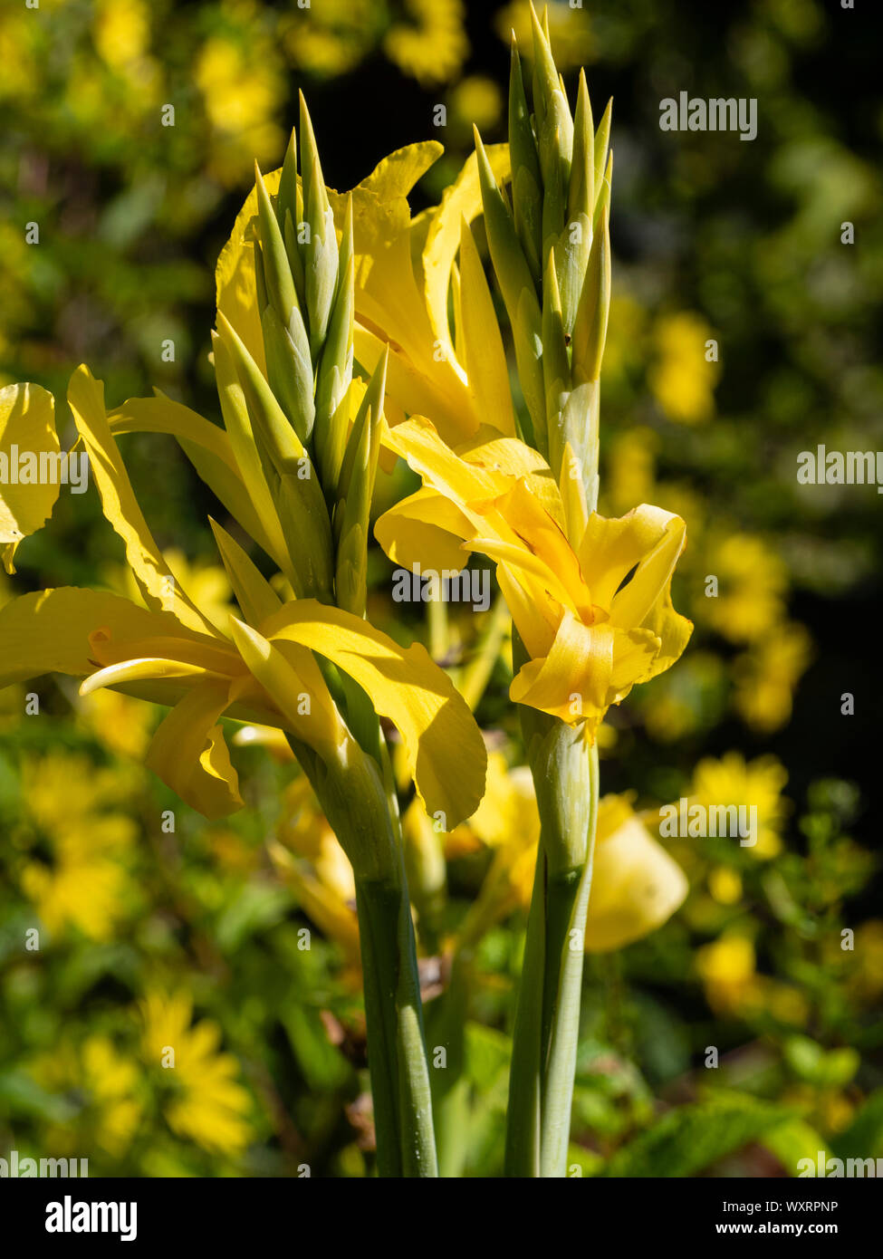 Gelbe Blumen des Sommers blühen, winterharte Wasser Canna, Canna 'Ra' Stockfoto