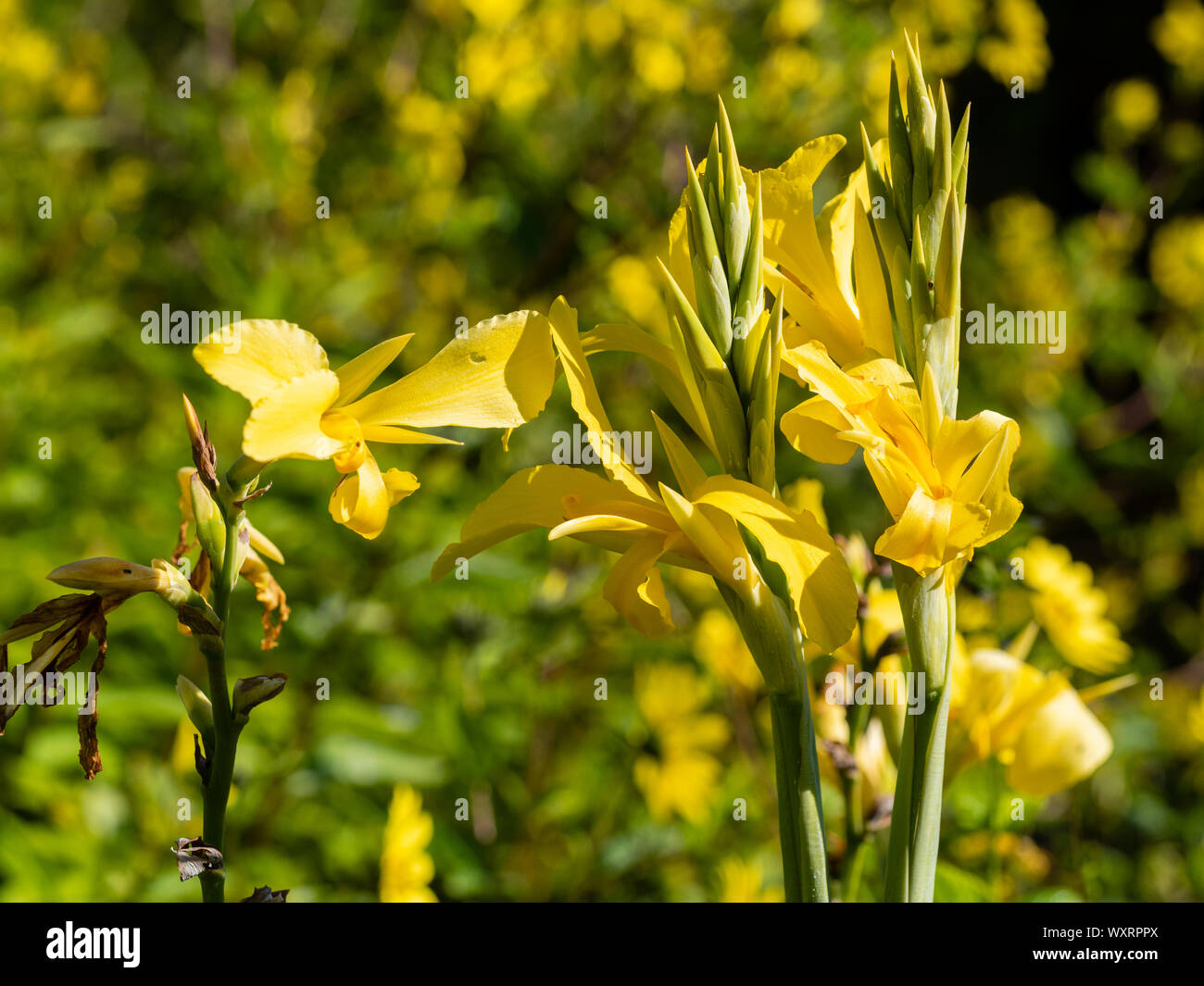 Gelbe Blumen des Sommers blühen, winterharte Wasser Canna, Canna 'Ra' Stockfoto