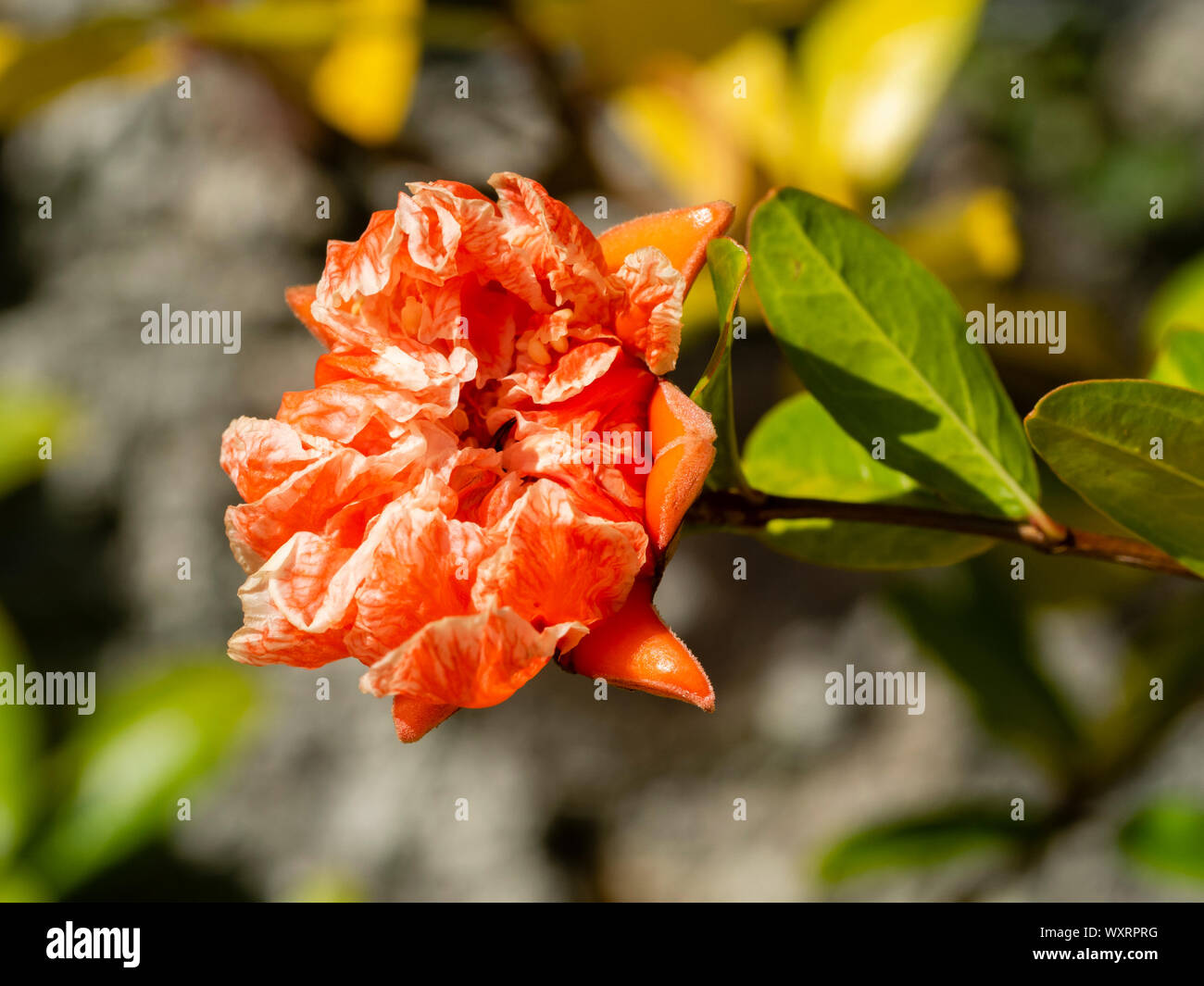Doppel orange Blume der kompakte Form der Granatapfel Strauch, Punica Granatum "California Sunset" Stockfoto