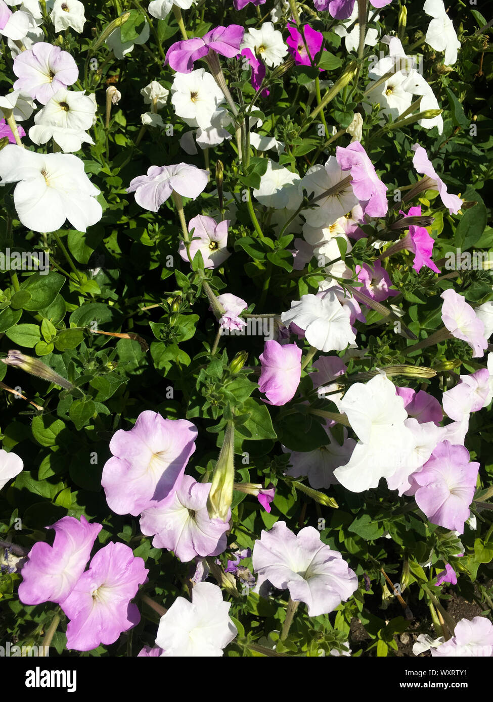 Weiß und lila Blüten. Botanische Hintergrund der Blumen. Sommer Hintergrund. Stockfoto