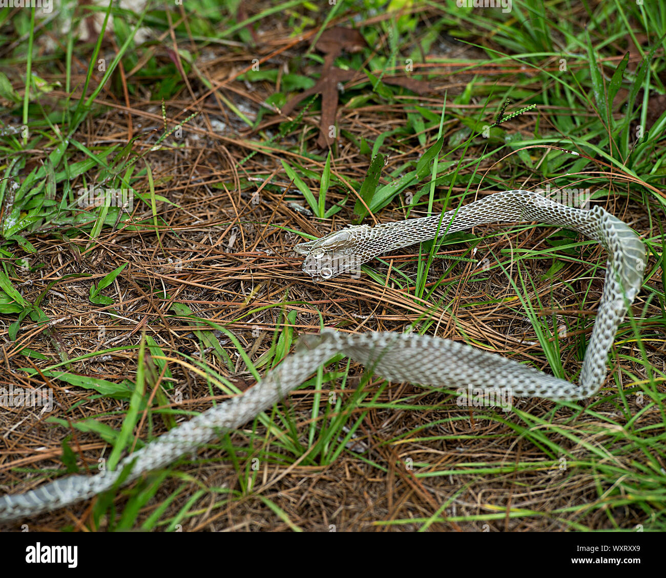 Schlange Shedding Haut auf dem Boden mit grünem Gras in seiner Umgebung. Stockfoto