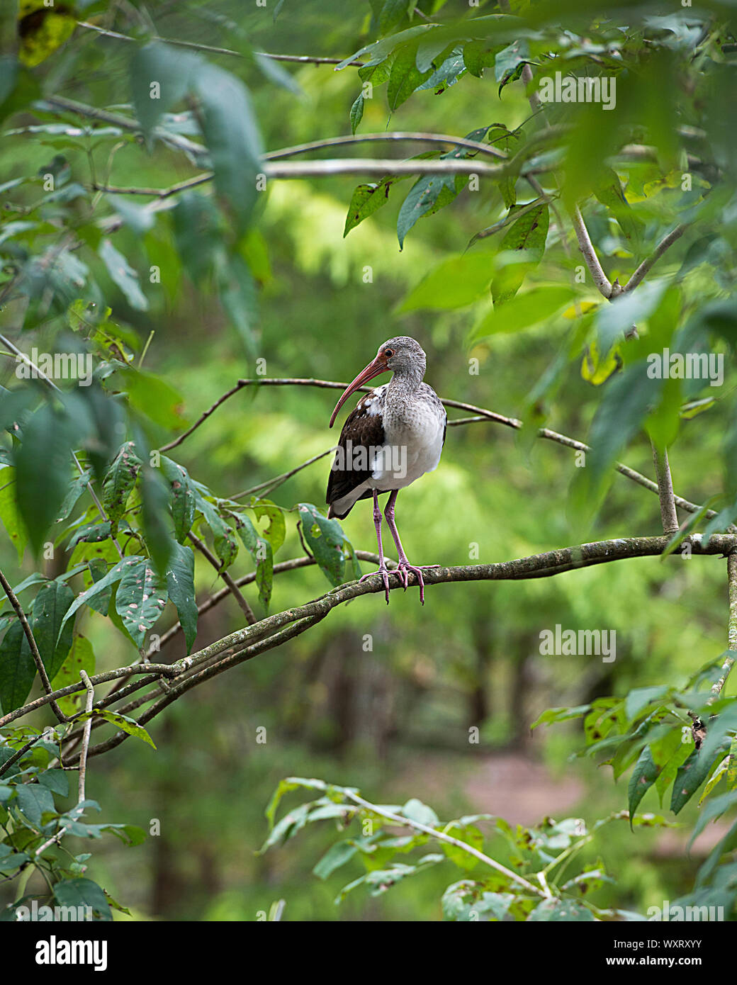 White Ibis unreifen Bird Barsch auf einen Zweig mit schönen grünen Blätter Hintergrund in seiner Umwelt und Umgebung. Stockfoto