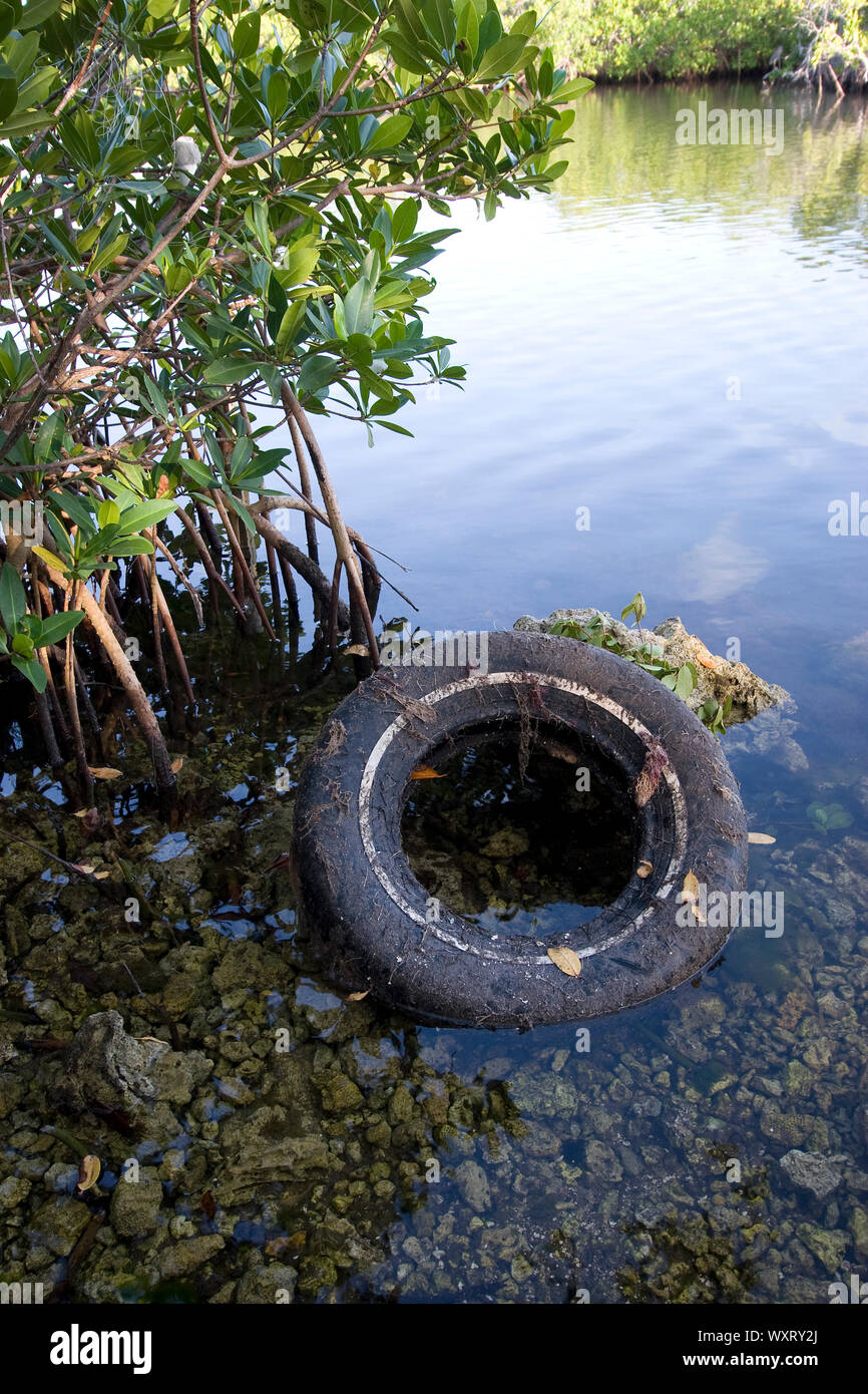 Verworfen Automobil Reifen unter Red Mangrove prop Wurzeln, Florida State Park auf Key Largo, Stockfoto