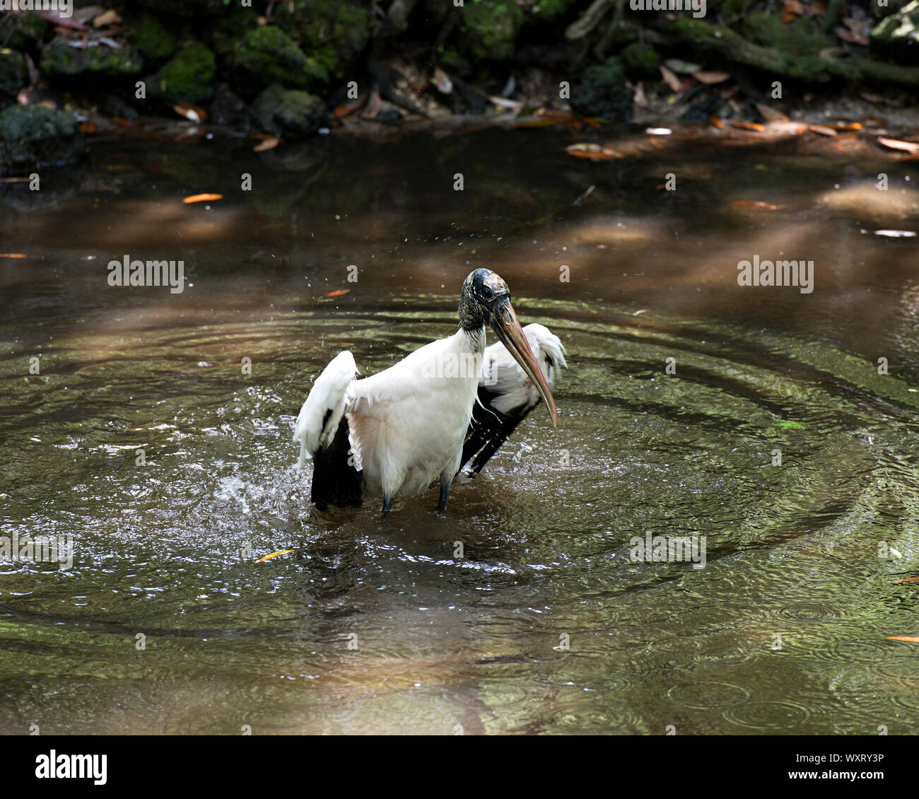 Holz Stork nach Vogel Baden im Fluss mit ausgebreiteten Flügeln und genießen die Umgebung und Umwelt. Stockfoto