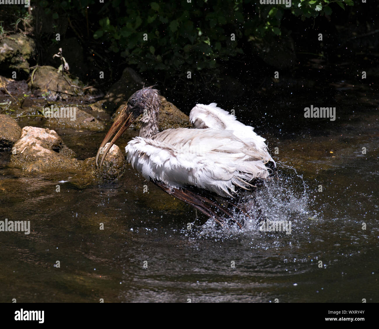 Holz Stork unreifen Vogel Baden im Fluss mit einem Hintergrund der Felsen in der Umgebung und die Umwelt. Stockfoto