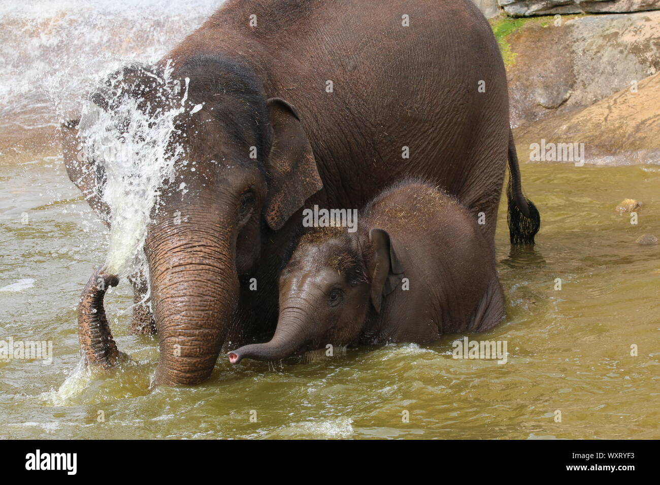 Elefanten im Zoo von Chester Stockfoto