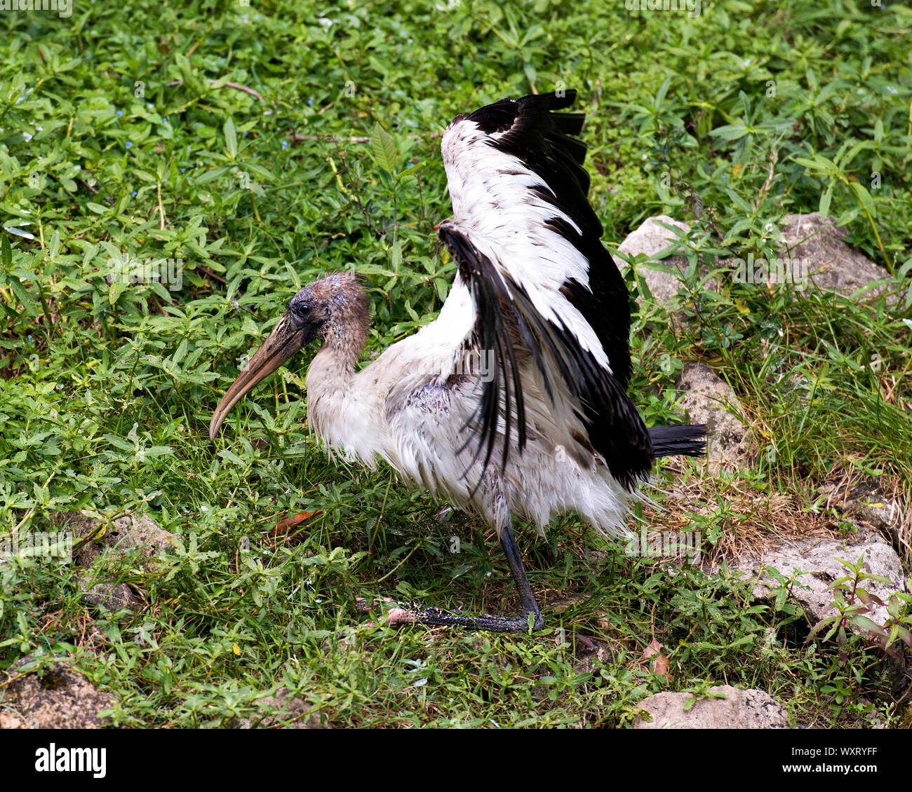 Holz Stork unreifen Vogel mit ausgebreiteten Flügeln auf dem Boden mit grünem Gras in seiner Umgebung und Umwelt. Stockfoto
