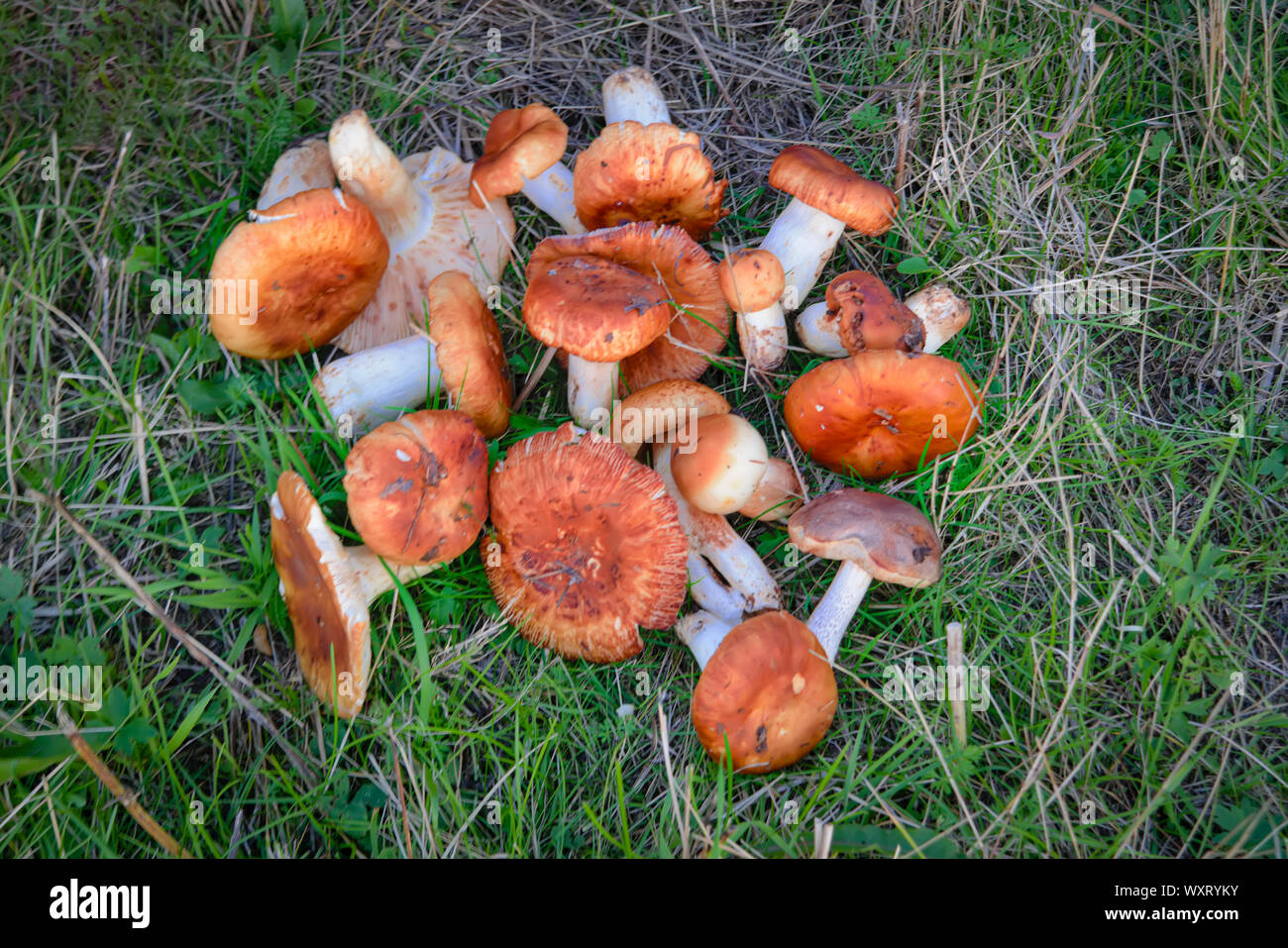 Pilze suchen. Frisch gepflückte Wald Pilze auf einem Hintergrund von grünem Gras. Anfang Herbst. Stockfoto