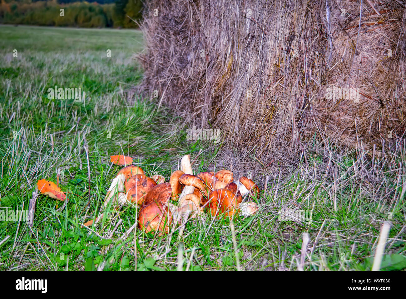 Pilze suchen. Frisch gepflückte Wald Pilze auf einem Hintergrund von grünem Gras. Anfang Herbst. Stockfoto