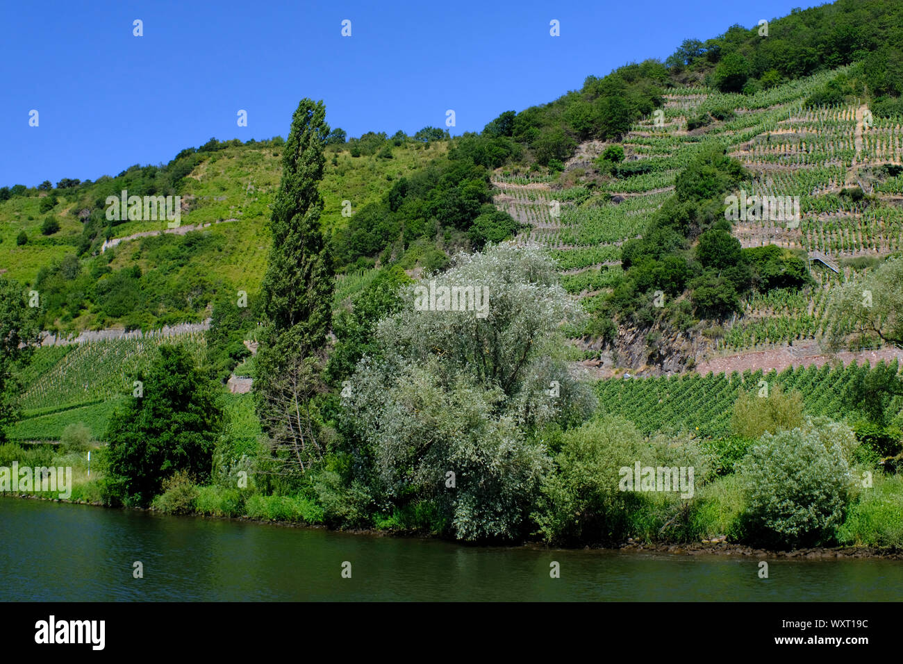 Landschaft und die Weinberge an der Mosel in Deutschland Stockfoto