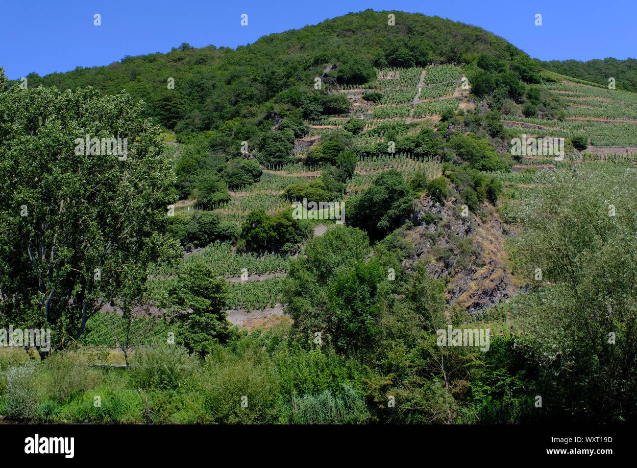 Landschaft und die Weinberge an der Mosel in Deutschland Stockfoto