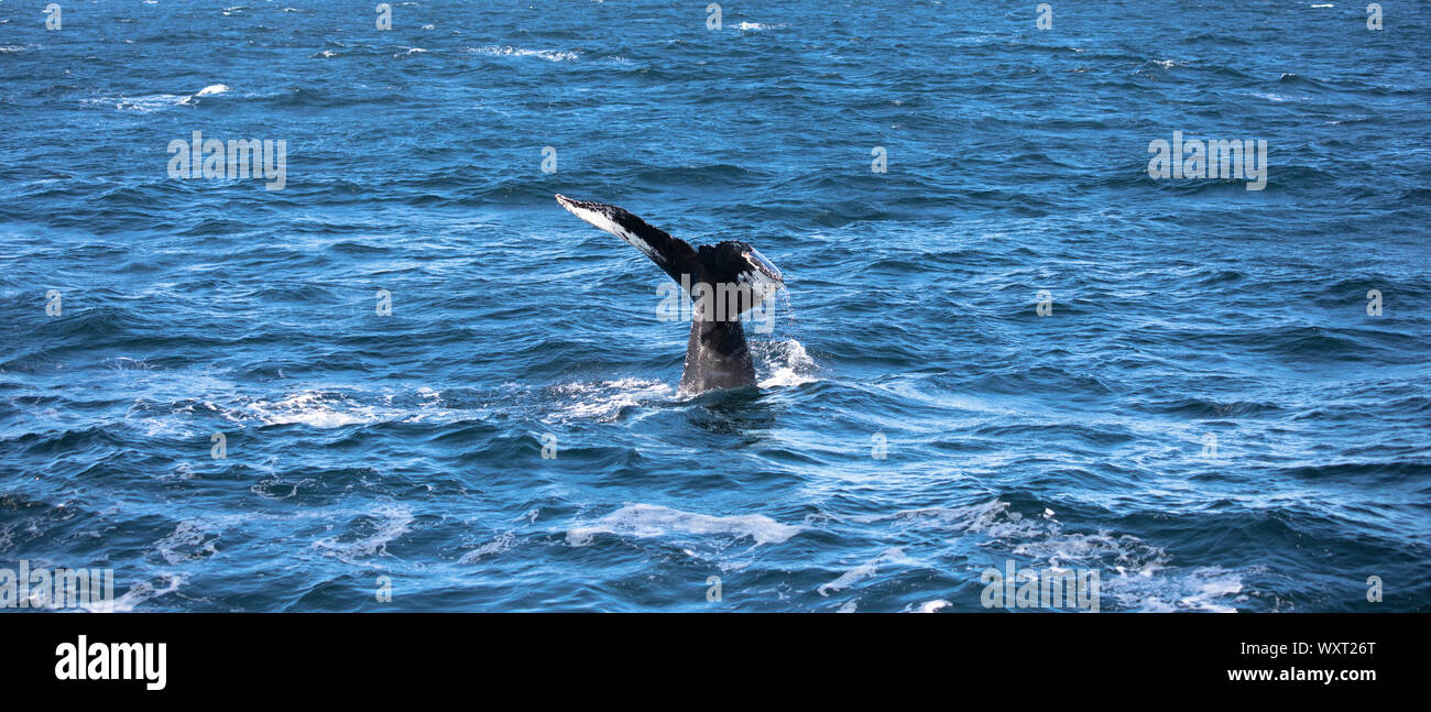 Buckelwal, Megaptera novaeangliae, im nordwestlichen Atlantik, Massachusetts, USA Stockfoto