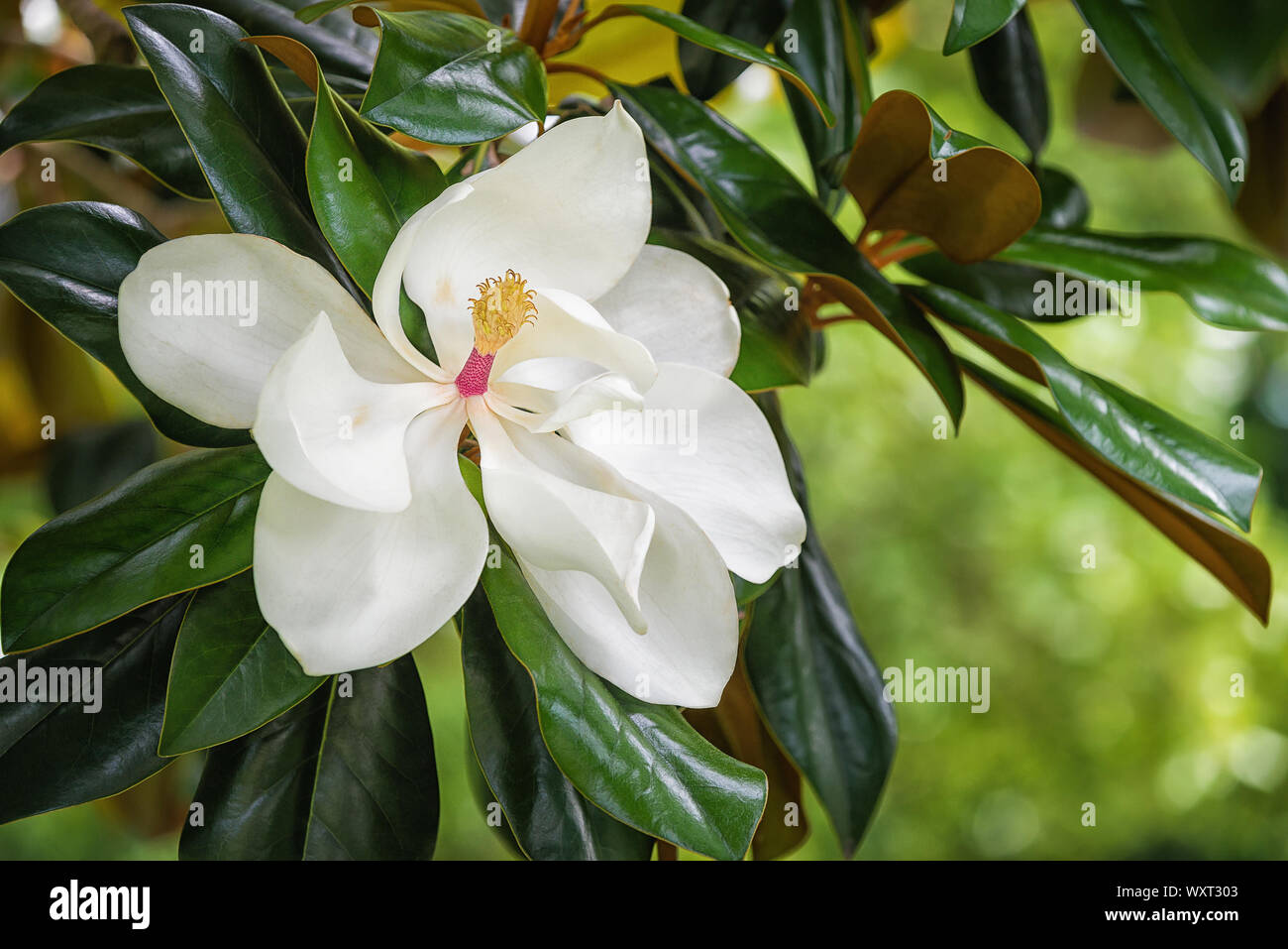 White southern magnolia flower Blüte von glänzend grüne Blätter der Bäume umgeben, Nahaufnahme Stockfoto