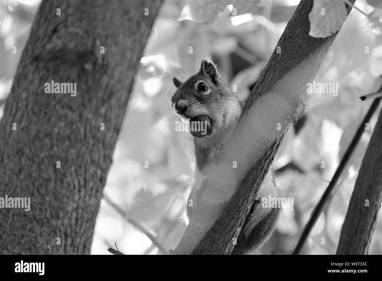 Eichhörnchen in Schwarz und Weiß. Stockfoto