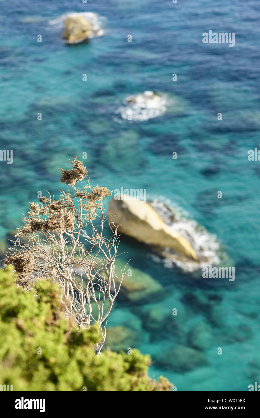 (Selektive Fokus) atemberaubenden Blick auf einige Juniper Tree trunks in den Vordergrund und unscharf, türkisfarbene Meer im Hintergrund. Stockfoto