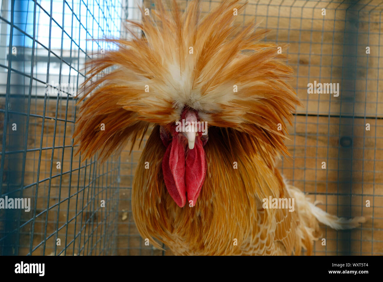 Buff polnischen Huhn Stockfoto
