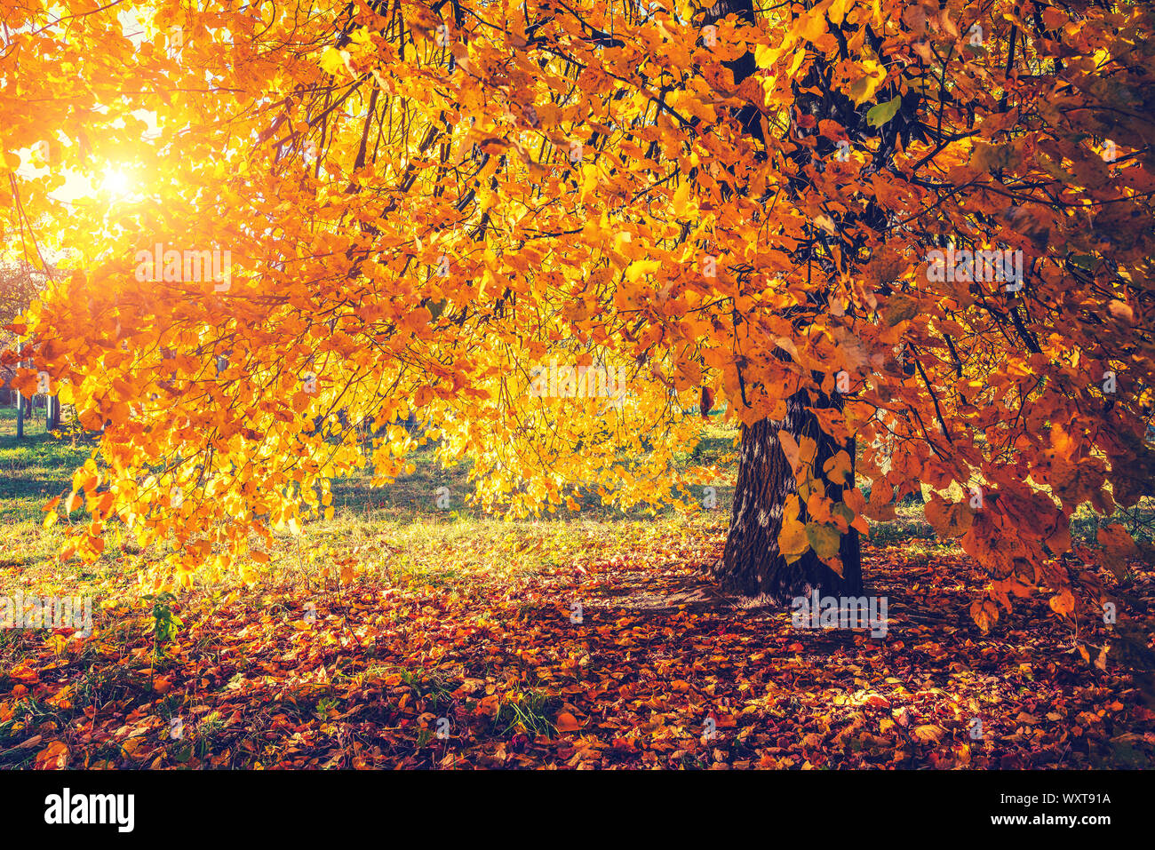 Helle Baum im sonnigen Herbst Park Stockfoto