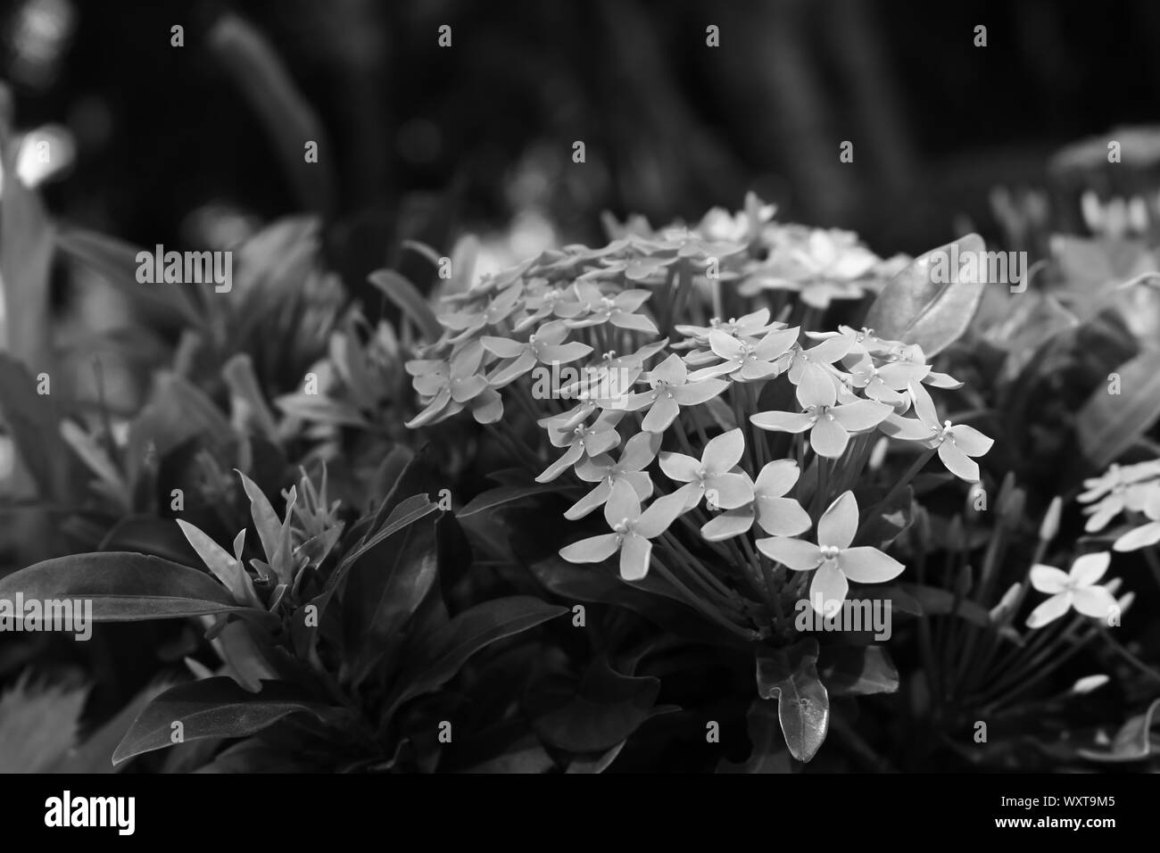 Closeup ixora coccinea blühen Blumen im Garten bei Sonnenschein Tag, selektiver Fokus, Schwarzweiß-Bild. Stockfoto