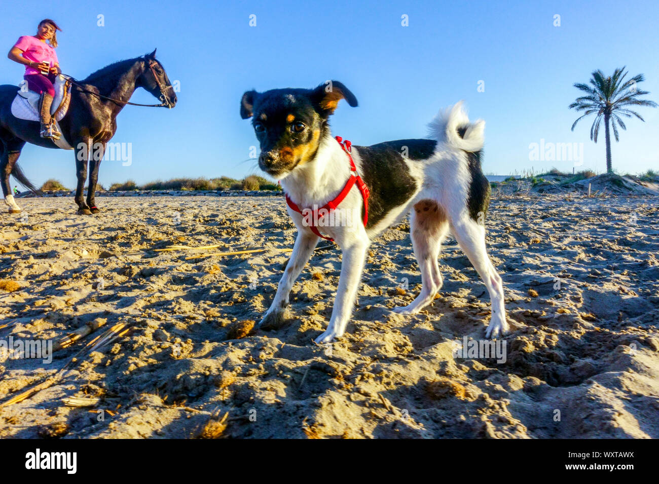 Kleiner Welpe Hund auf einem Strandspaziergang und Frau zu Pferd Reiten Valencia Region Spanien Strand Stockfoto