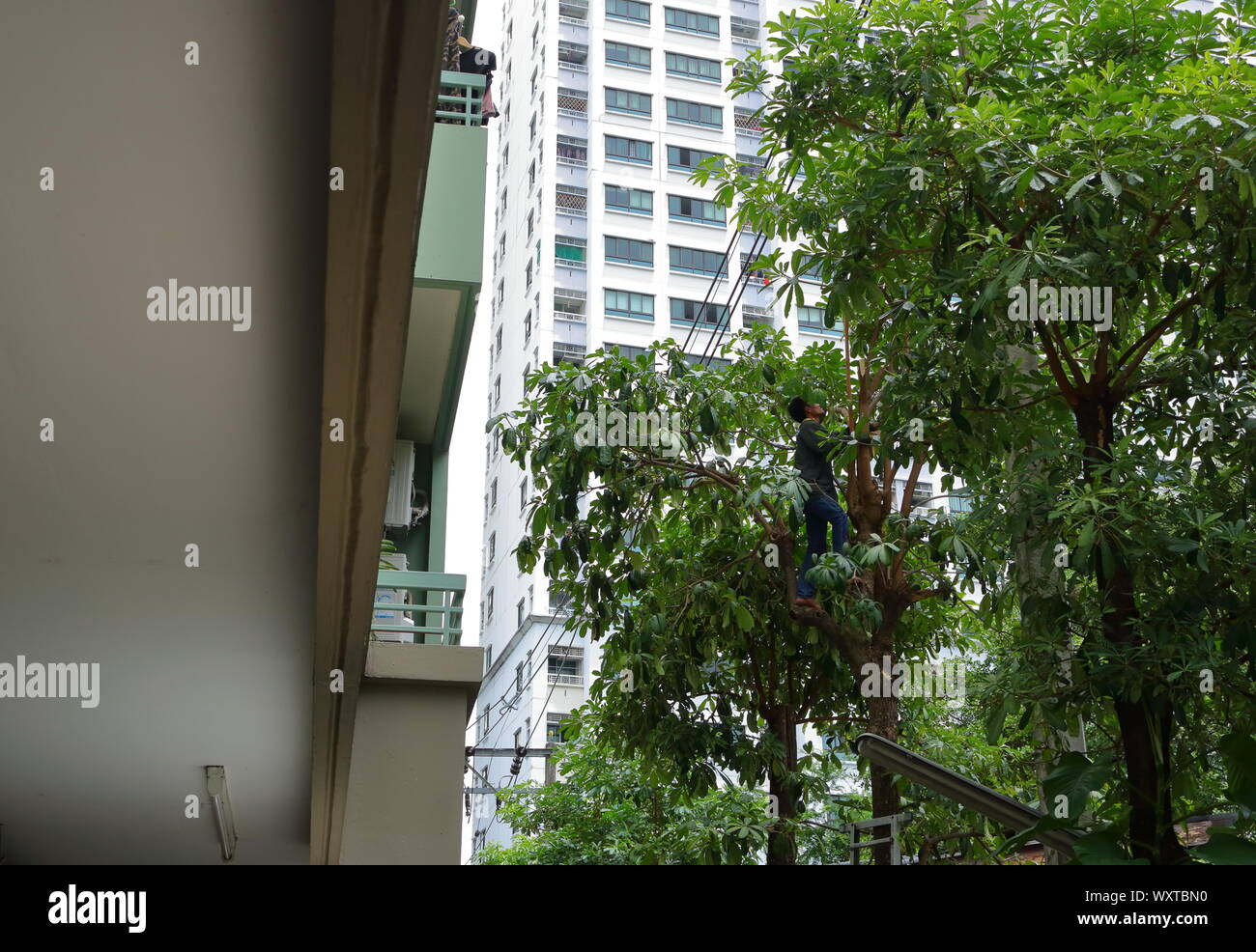 Bangkok, Thailand - 17. September 2019: Worker klettern auf Baumstamm zum Schneiden von überwucherung Äste, die mit Stromleitungen beeinträchtigen kann Stockfoto
