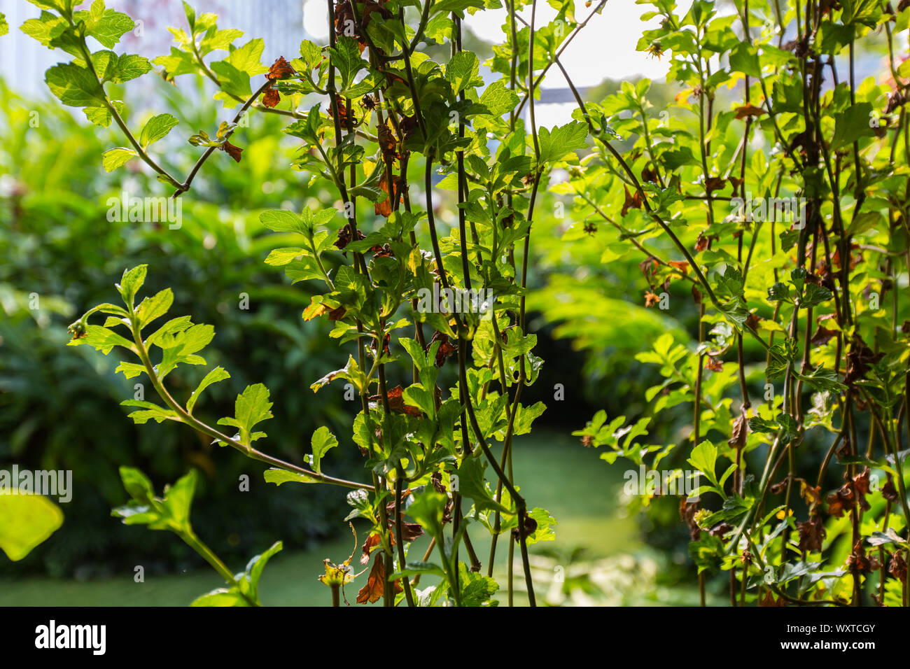 Nahaufnahme von hängenden Vorhangpflanzen, die unten auf dem Dachgarten wachsen, grüner Vorhang, Landschaftsgestaltung, Vorhängen von Laub, Design Orchard, Singapur Stockfoto