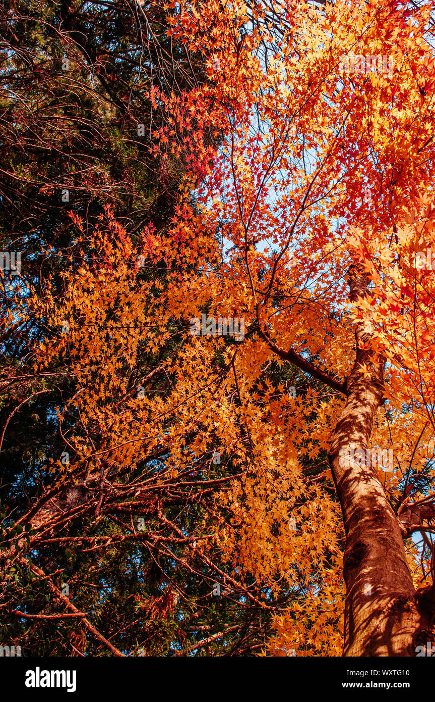 Große schöne lebendige Bunte rot orange gelb Blätter Laub ahorn Baum im Herbst Saison im Dezember - Yamagata, Japan Stockfoto
