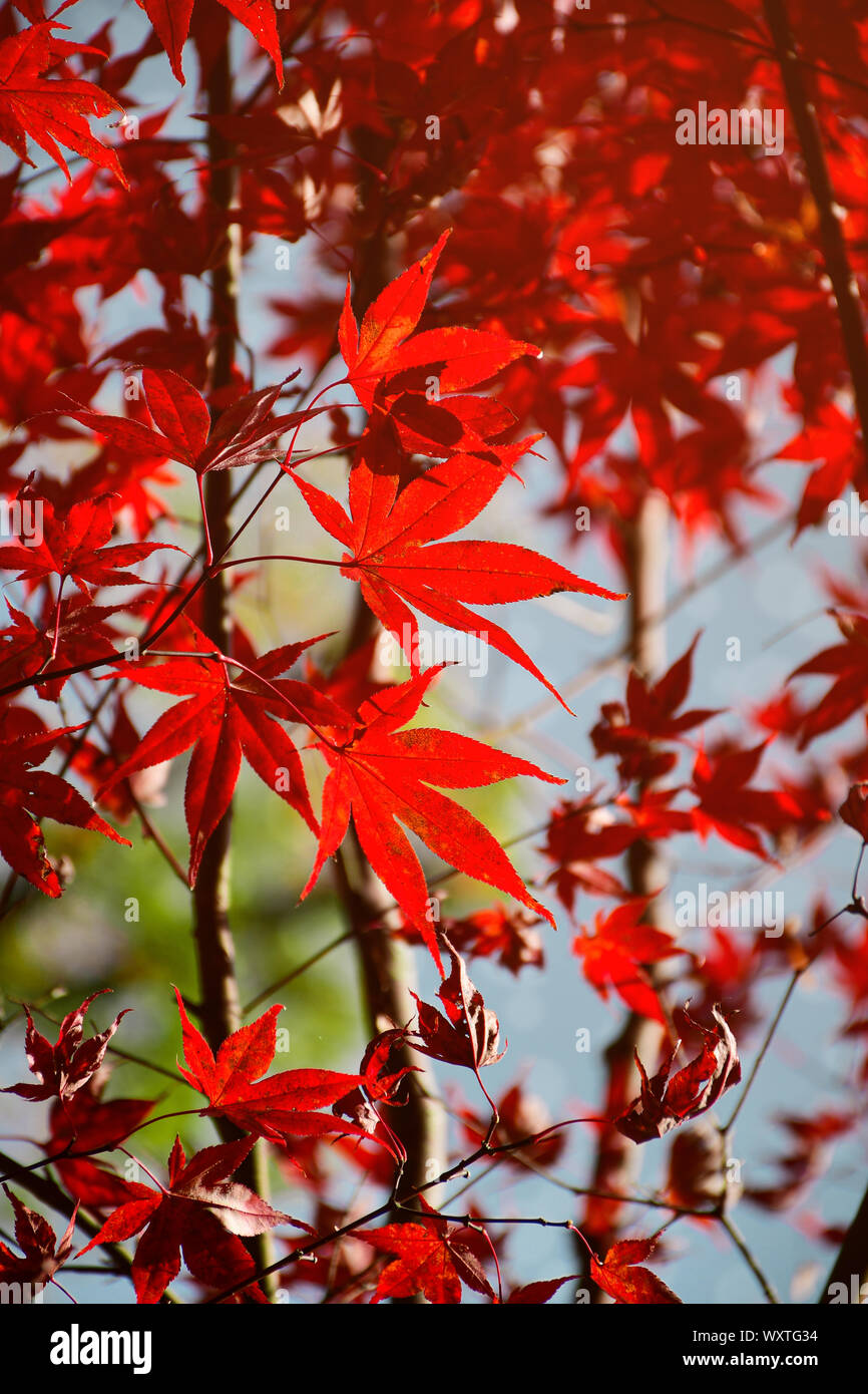 Rote herbst Japanischer Ahorn Blätter mit warmem Licht Ton. Stockfoto