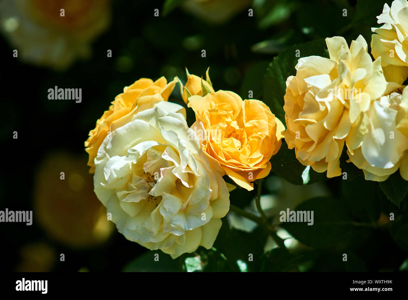 Hübschen gelben Rosen! Stockfoto