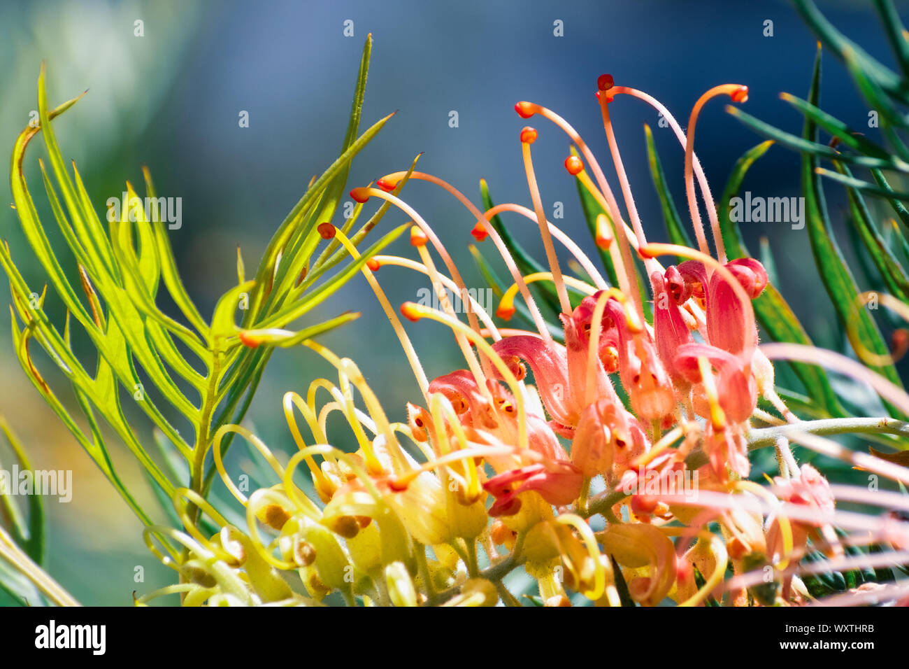 Nahaufnahme von grevillea Blume, beheimatet in Australien; gemeinsame Namen gehören grevillea, spider Blume, silky Oak und Zahnbürste Anlage Stockfoto