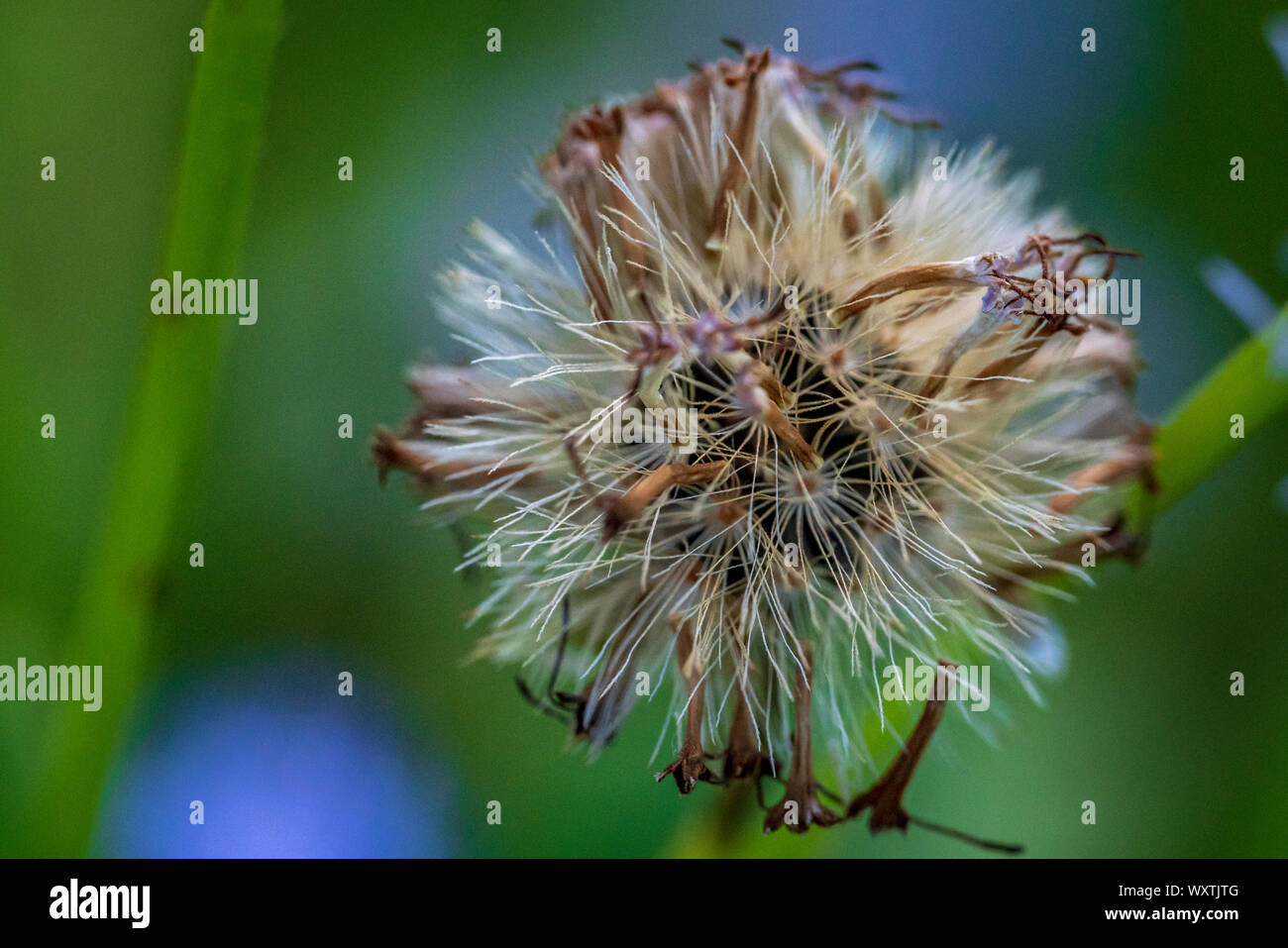 Eine Nahaufnahme von einem Löwenzahn Blume bereit, den Samen zu verbreiten. Stockfoto