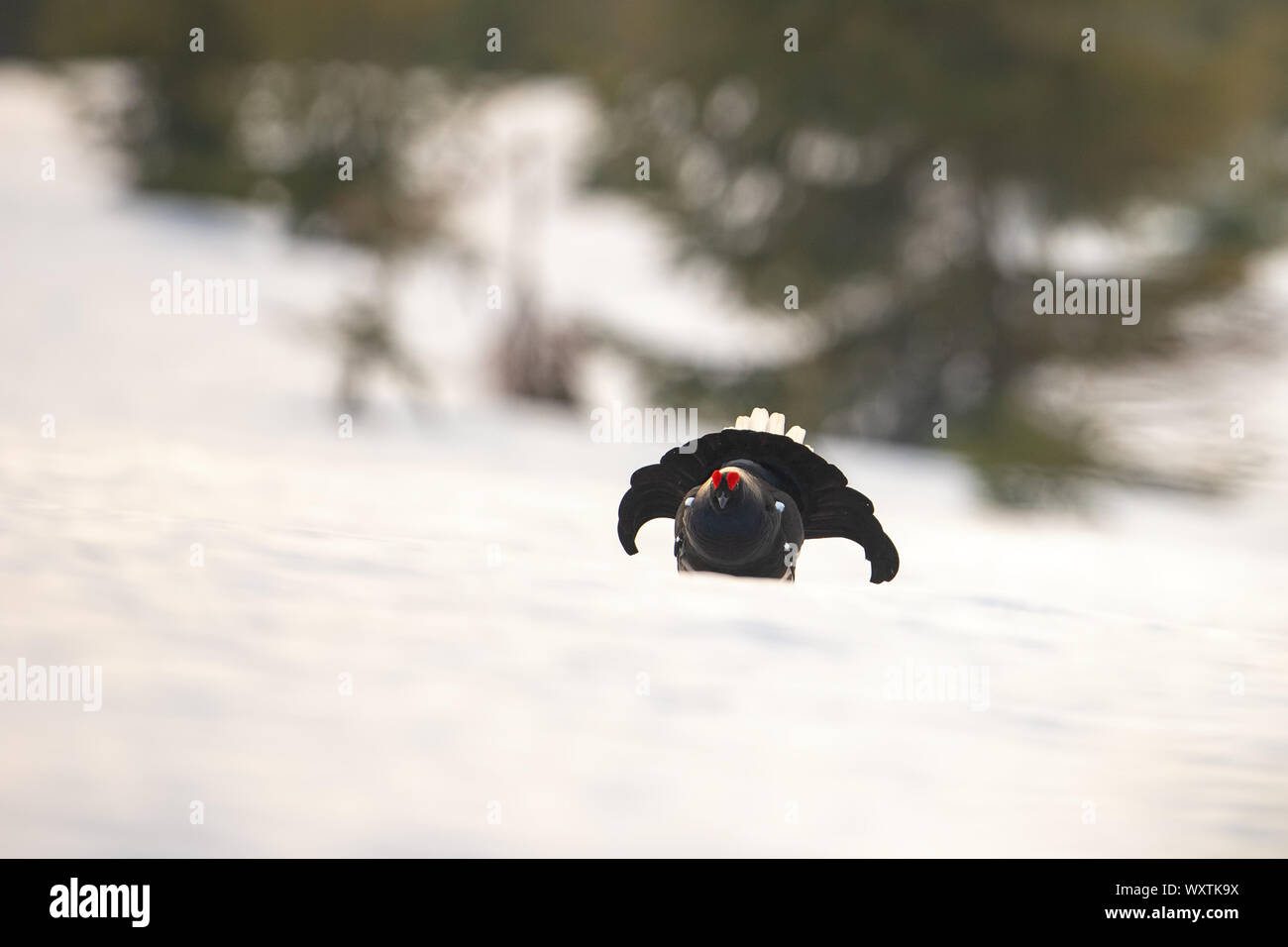 Spiel Bird Anzeigen in Wildnis mit Platz für Text Stockfoto