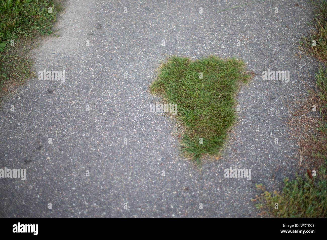 Gras wächst durch Asphalt in der Stadt Stockfoto