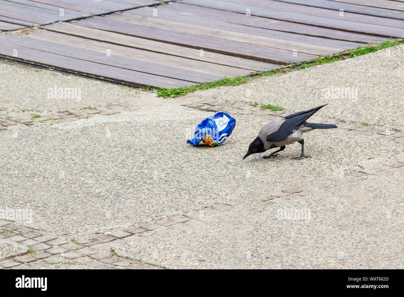 Hoodie Nebelkrähe (Corvus cornix), die auf der Suche nach Nahrung füttern Müll aus Wurf wrapper auf dem Boden Stockfoto