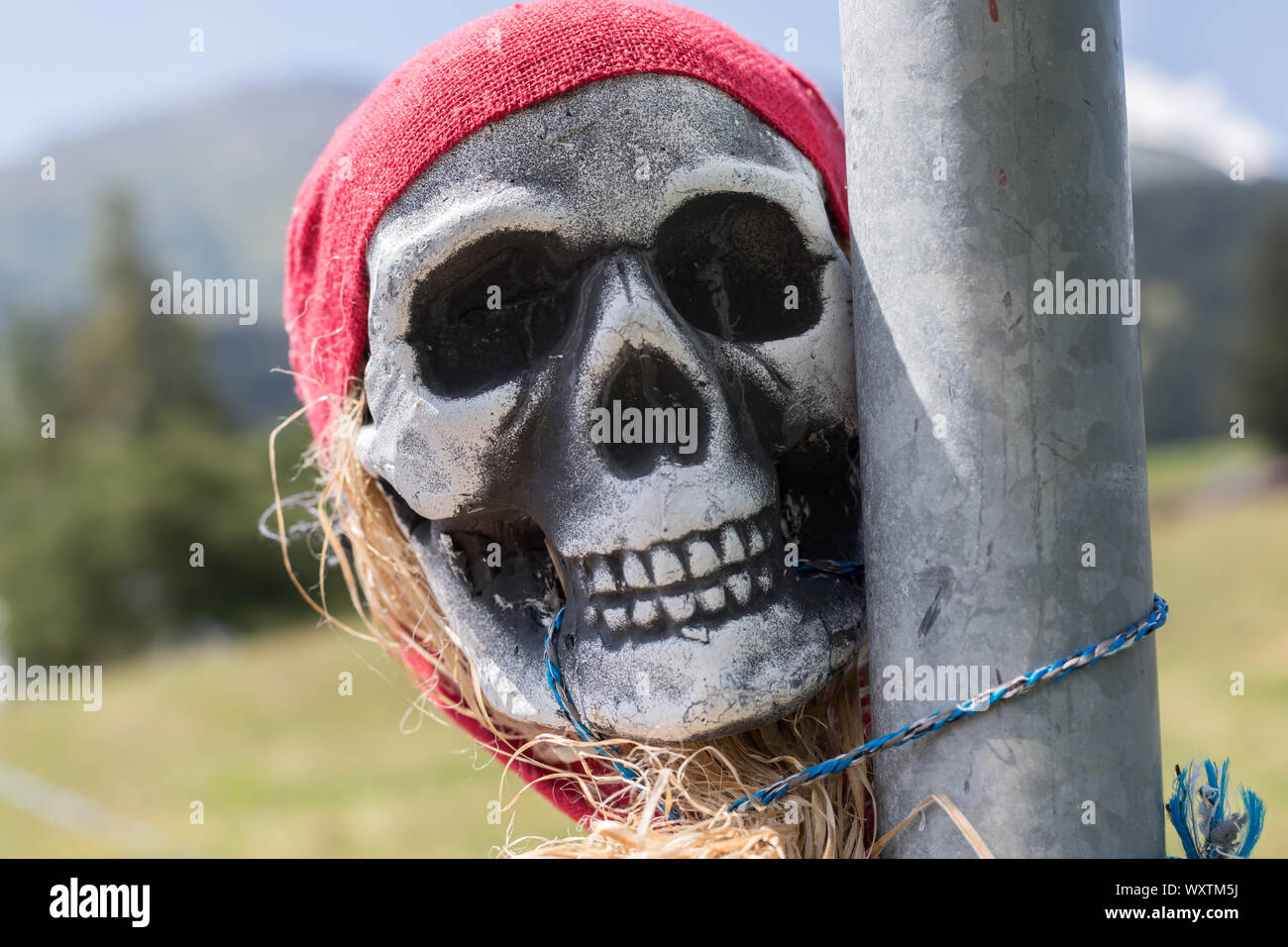 Totenkopf mit roten Kopftuch auf einer Stange Stockfoto