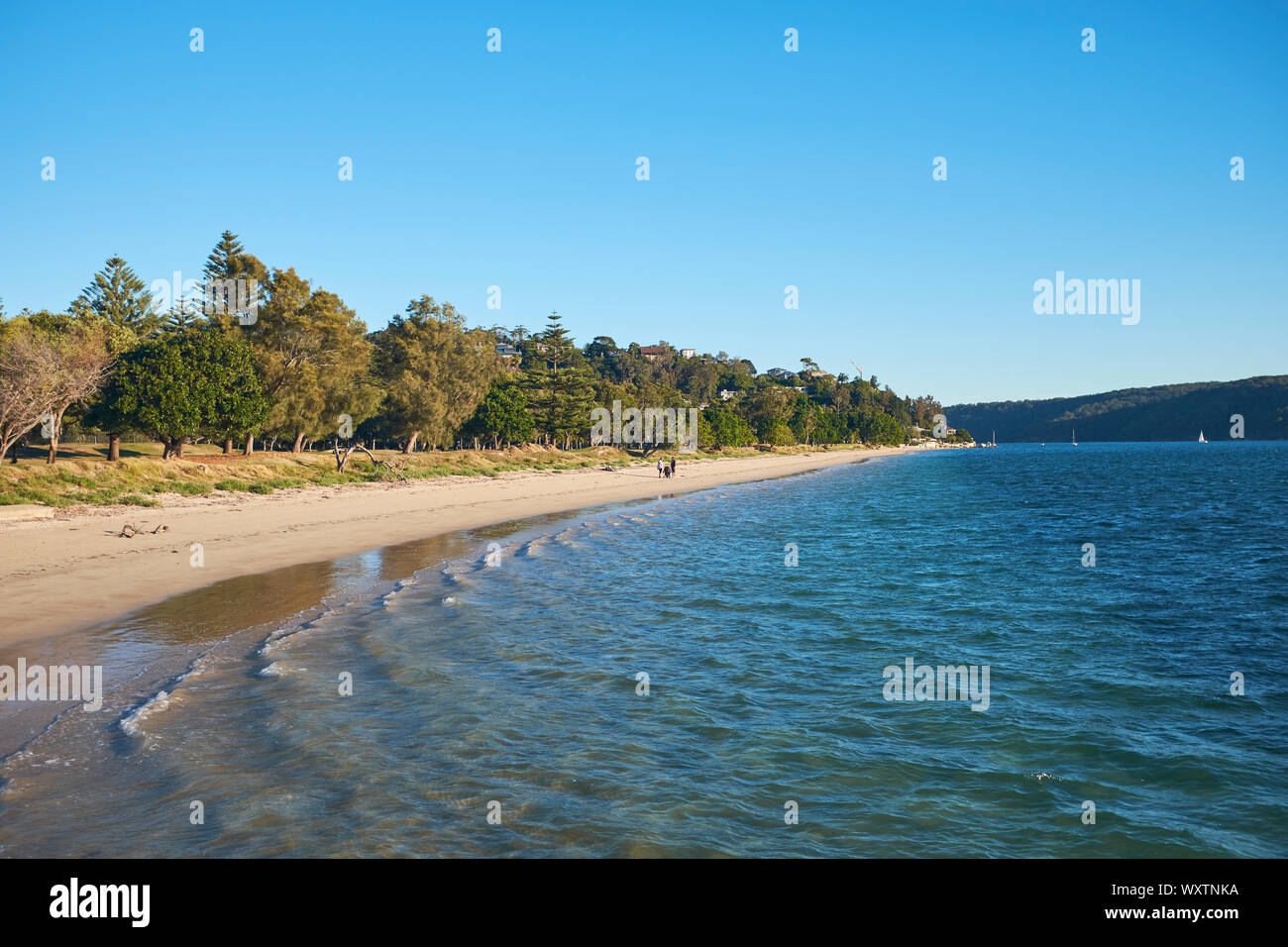 Palm Beach im Norden von Sydney an einem sonnigen blauen Himmel Tag mit Menschen in der Ferne und Bäume allein der Strand Kante, New South Wales, Australien Stockfoto