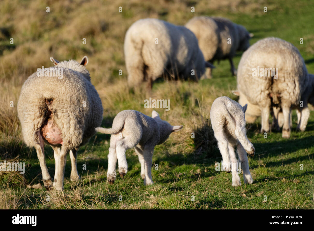 Frühjahr Lämmer vor Freude hüpfend Stockfoto