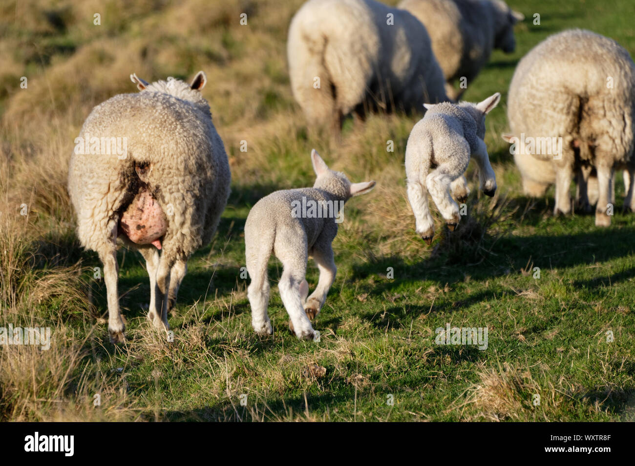 Zwei Lämmer springen mit der Freude der Feder Stockfoto