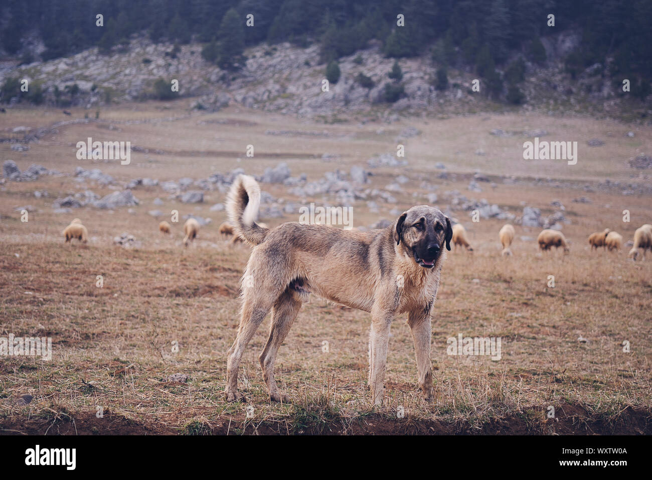 Anatolischer Hirtenhund kangal gegen grüne natürlichen Hintergrund posiert Stockfoto