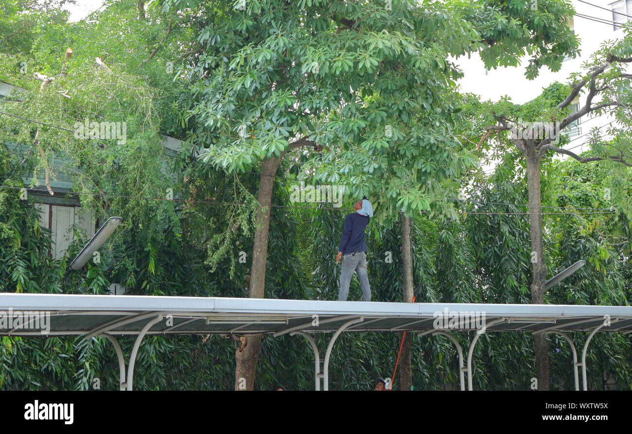Bangkok, Thailand - 17. September 2019: Arbeiter auf dem Dach der Baum für das Schneiden von Ästen bewachsen, die stören können, vorbereiten Stockfoto