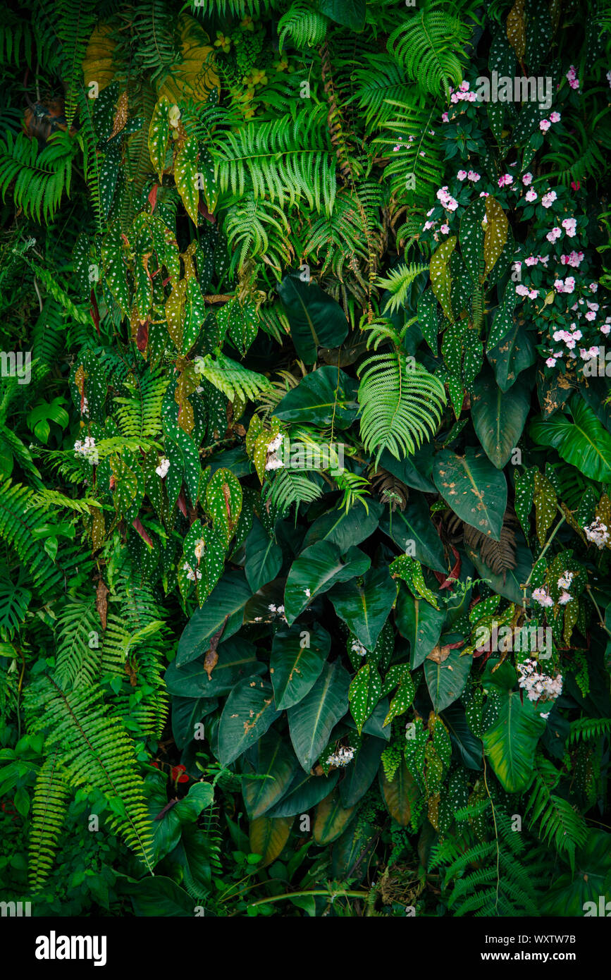 Tropische grüne Blätter auf dunklem Hintergrund. Stockfoto