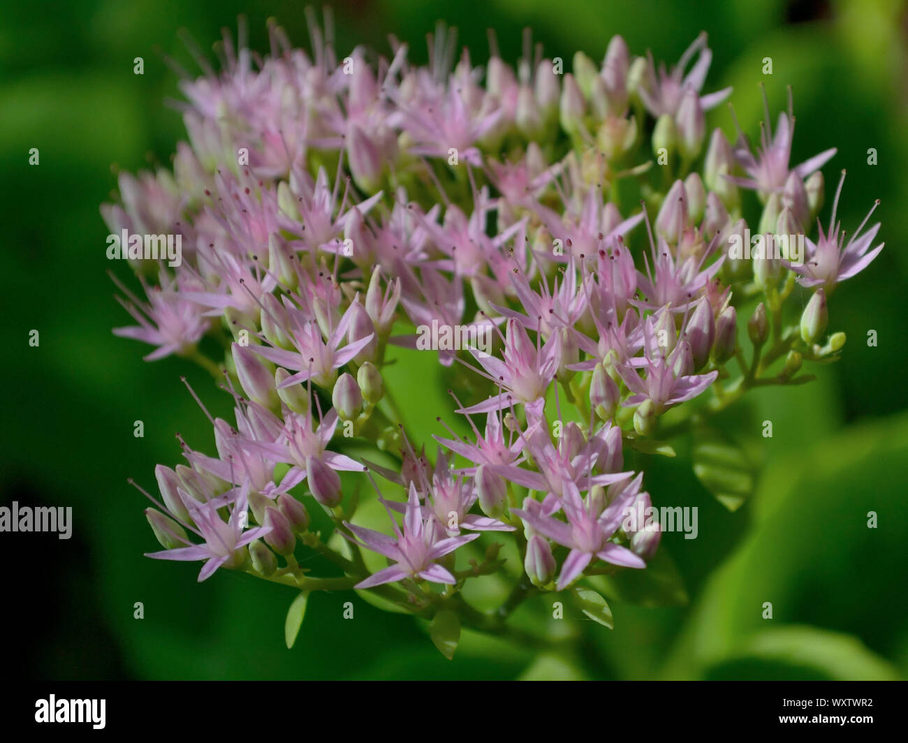 Nahaufnahme von mauerpfeffer Blume in voller Blüte Stockfoto