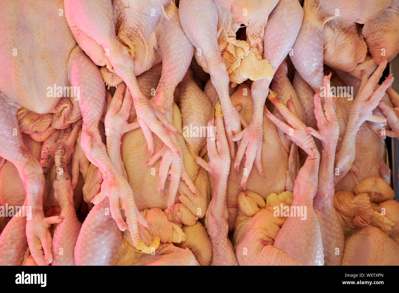 Hühner in einer Metzgerei in Kuching, Sarawak, Borneo, Malaysia. Das Bild ist gut für ein Telefon, Computer Hintergrund. Stockfoto