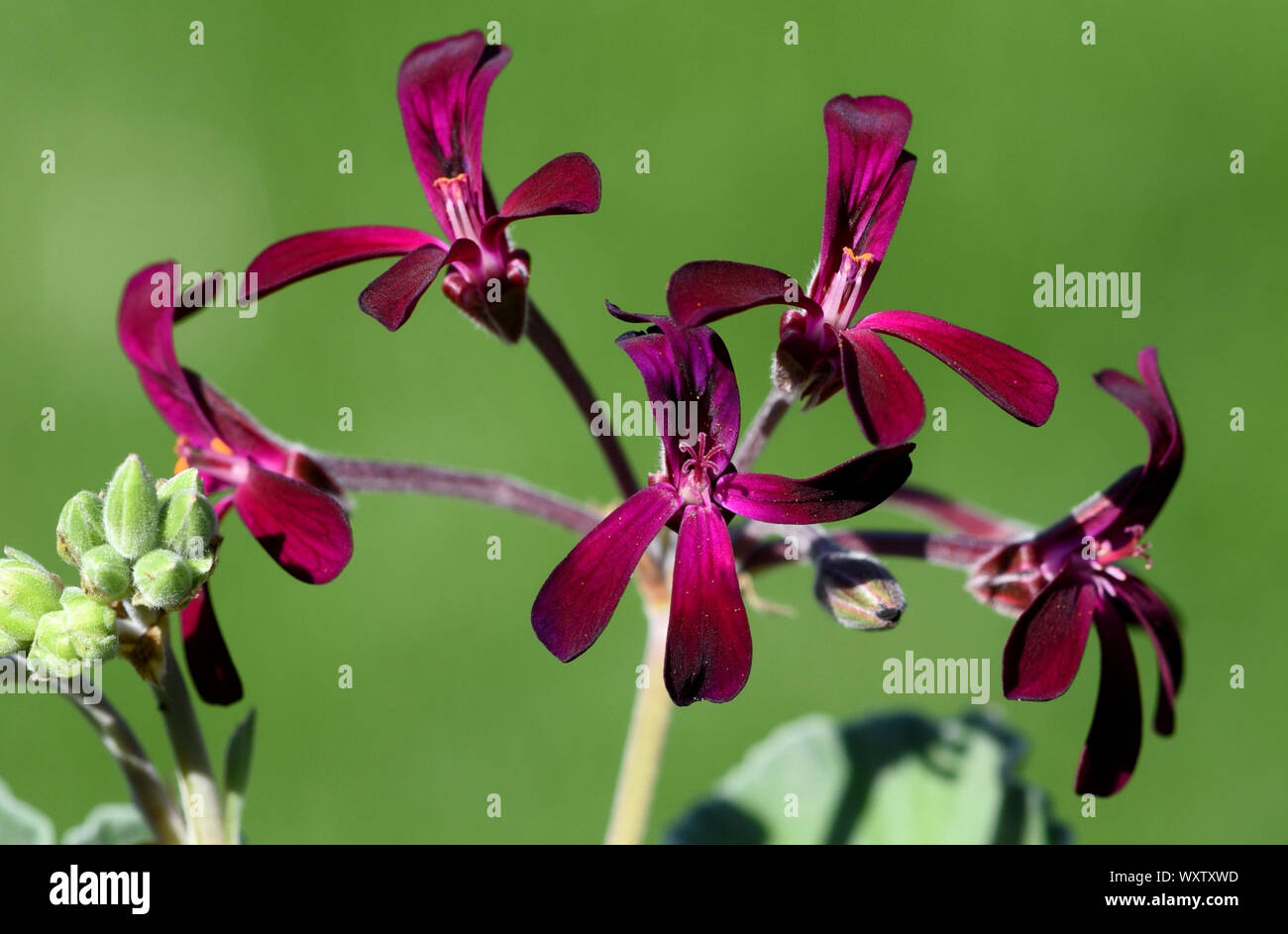 Kapland-Pelargonie, Pelargonium sidoides auch Umckaloabo genannt, ist eine schoene Blueten Balkonblume mit lila. Sie ist eine wichtige Heilpflanze un Stockfoto