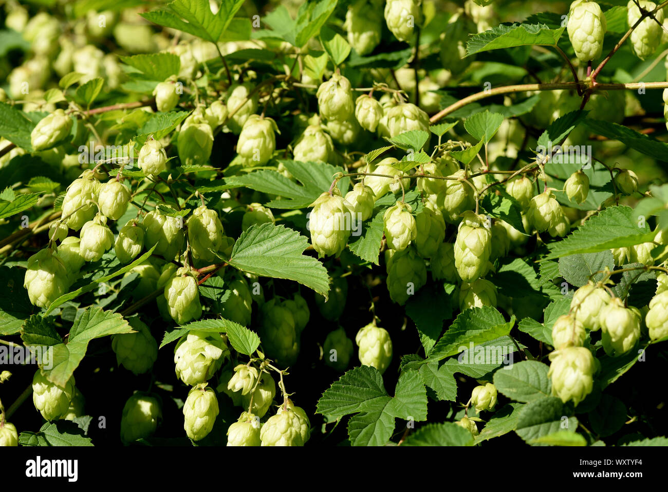 Hopfen, Humulus lupulus ist eine Rankpflanze sterben, unter Anderem zur Bierherstellung verwendet wird. Sie ist eine wichtige Heilpflanze und wird auch i Stockfoto
