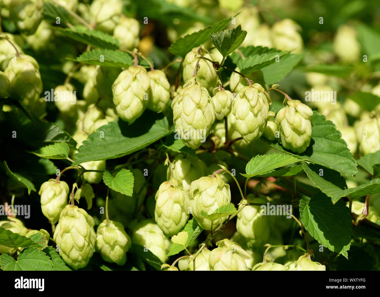 Hopfen, Humulus lupulus ist eine Rankpflanze sterben, unter Anderem zur Bierherstellung verwendet wird. Sie ist eine wichtige Heilpflanze und wird auch i Stockfoto