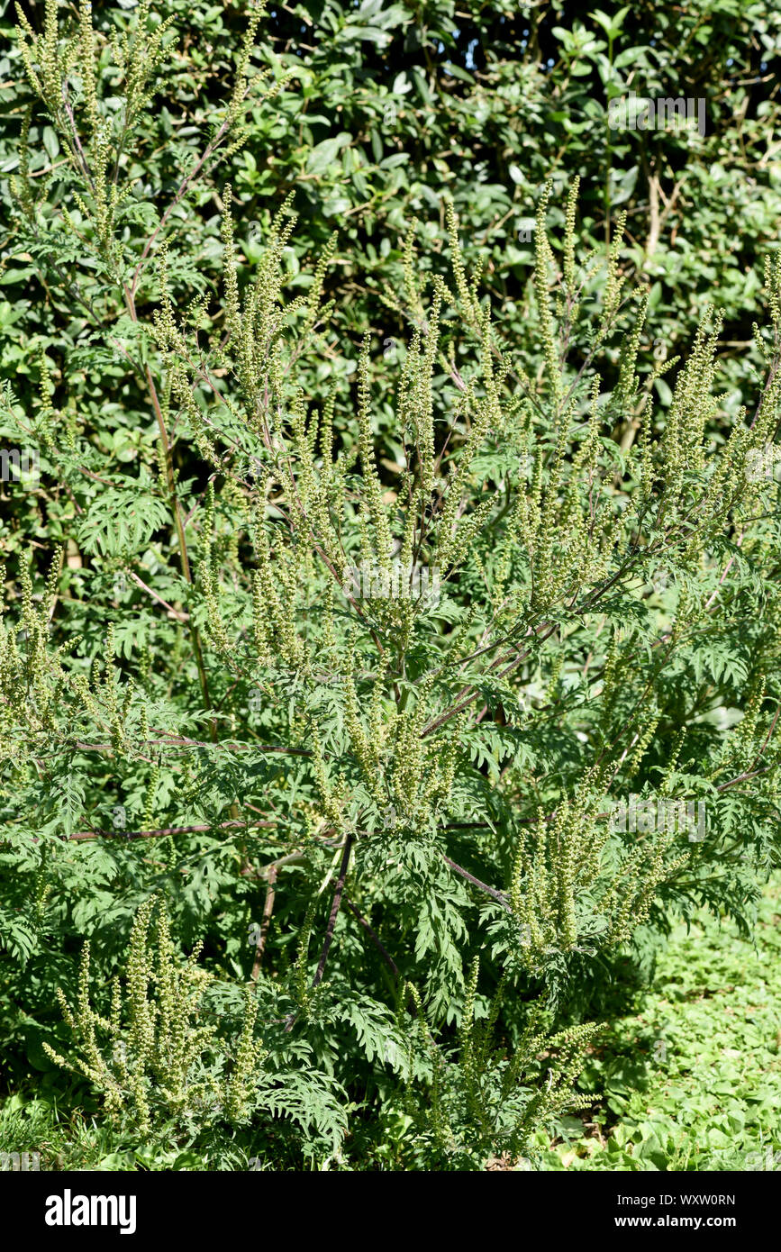 Ambrosia artemisiifolia ist eine gefaehrliche allergieausloesende, invasive Pflanze. Ambrosia artemisiifolia ist ein Allergen, invasive Pflanze, dass c Stockfoto